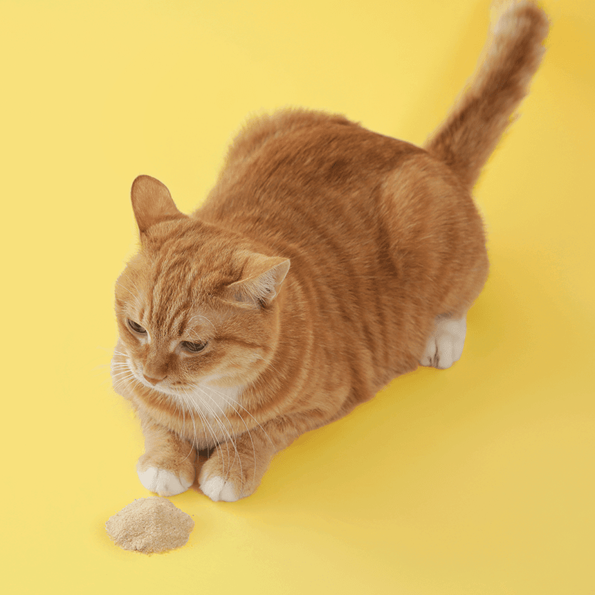 체험단 제품 사진